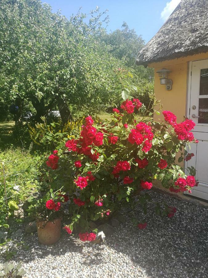 Bella Bed And Breakfast Stevns Arnoje 外观 照片